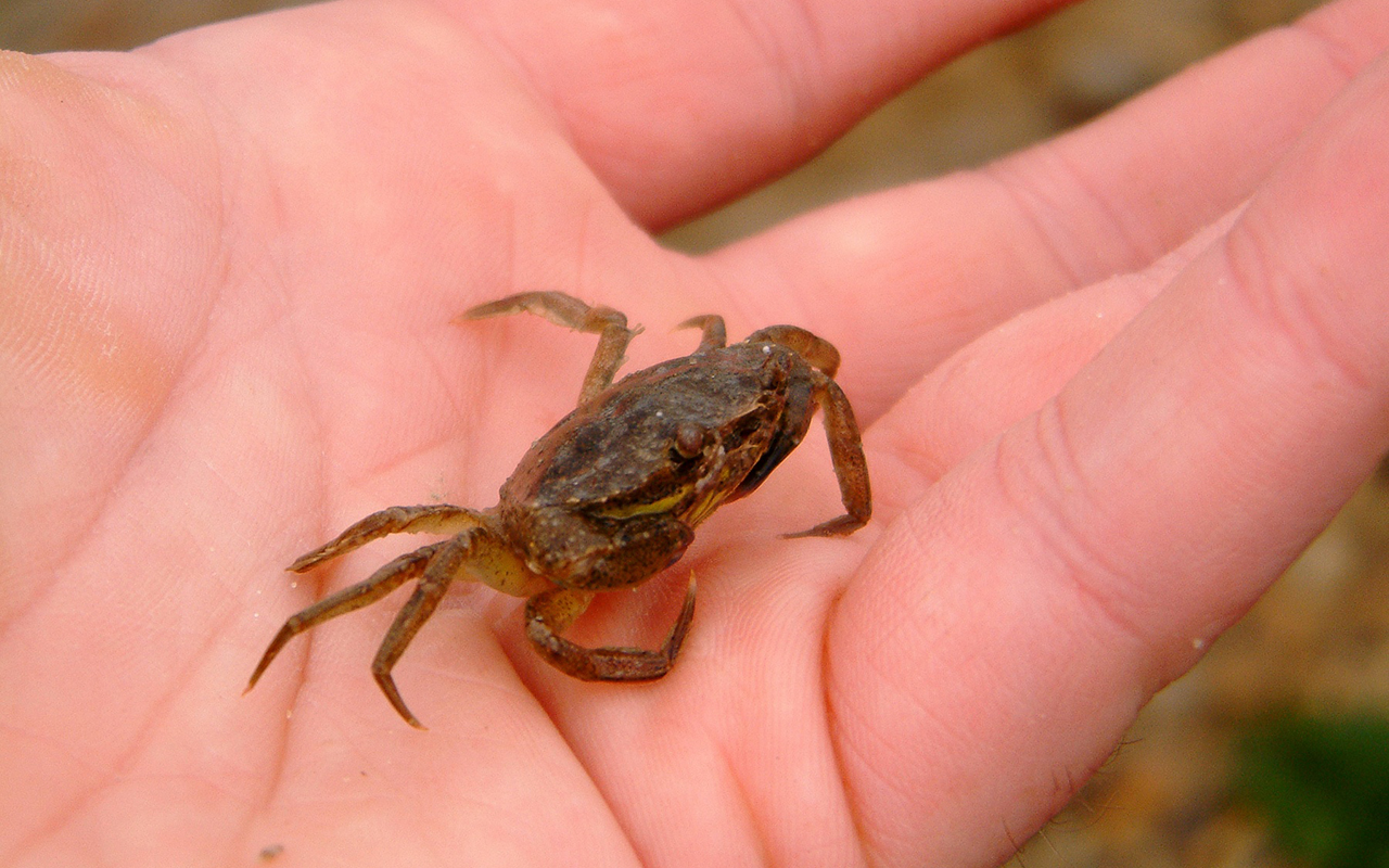 Walberswick Crabbing